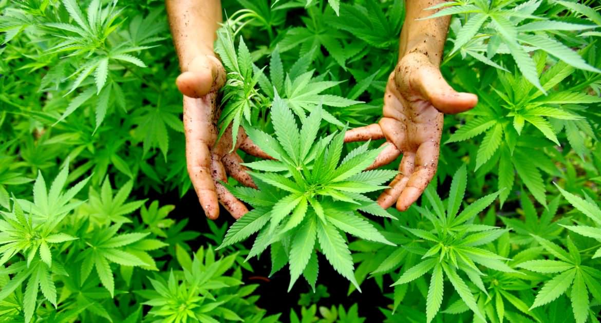 FILE ISRAEL CANNABIS LEGALIZATION USA La legge uccide, la cannabis no!